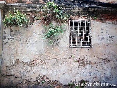 Grunge wall with barred window and growing plant Stock Photo