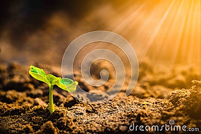 Growing plant . Young plant in the morning and light on ground background. Stock Photo