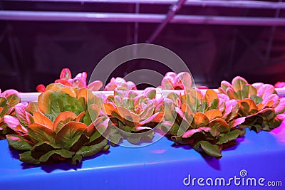 Growing plants aeroponics. Unique production of greenery and plants. Aeroponic system in plant production. An innovative Stock Photo