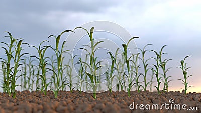 Growing plants on a field Stock Photo