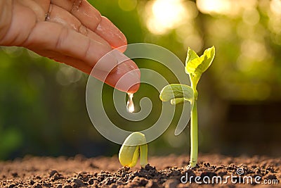 Growing plants. Plant seedling. Hand nurturing and watering young plants growing. Stock Photo