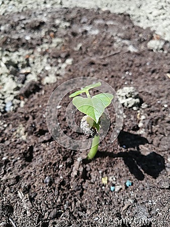 Growing plants from seed,begetting green plant, concept of new life, seeds that germinate,the development of a young plant from th Stock Photo