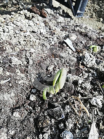 Growing plants from seed,begetting green plant, concept of new life, seeds that germinate,the development of a young plant where t Stock Photo