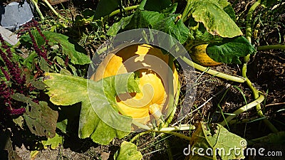 Growing pumpkins. little pumpkin. at home. Little young yellow pumpkin Cucurbita pepo on a bush in the garden. Agricultural Stock Photo