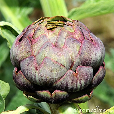 Growing purple artichoke Stock Photo