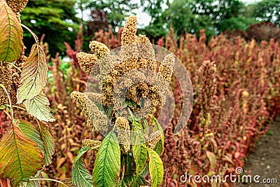 Growing quinoa plant with seed head in garden Stock Photo