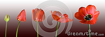 Growing red tulip Stock Photo