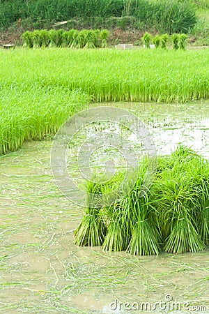 Growing rice in farm Stock Photo