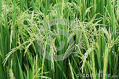 Growing rice and green grass field Stock Photo