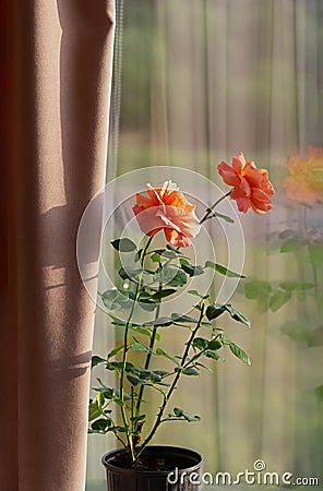 Growing roses indoors. Blooming rose in a flowerpot on the windowsill. Floribunda Rose Easy Does it Stock Photo