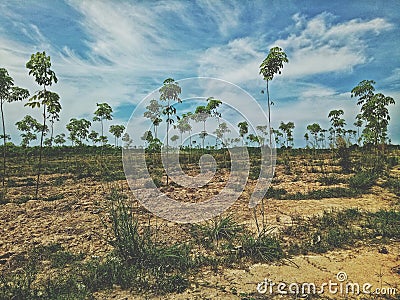 Growing rubber plantations Stock Photo