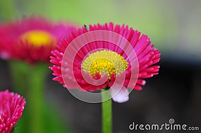 Spring Flower Series - Hot Pink with Yellow Center Daisies - Asteraceae - Daisy Fleabane - Erigeron speciosus Asteraceae Family Stock Photo