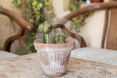 Growing sansevieria cylindrica plant from cuttings Stock Photo