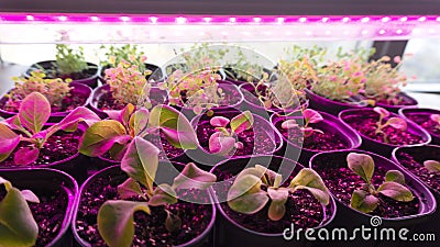Growing seedlings of petunia and lobelia under a phytolamp. The ultraviolet light from the full spectrum grow lights stimulates Stock Photo