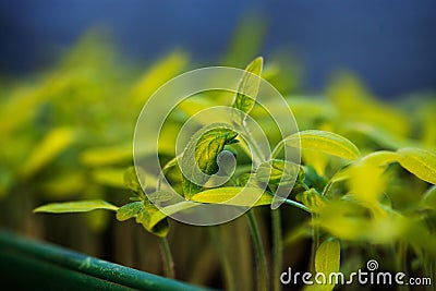 growing seedlings at sunrise- Beginning Of A New Life & x28;plant, gr Stock Photo