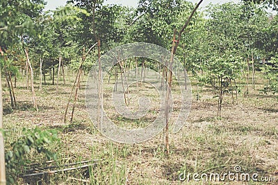 Growing siamese rosewood tracwood tree Stock Photo