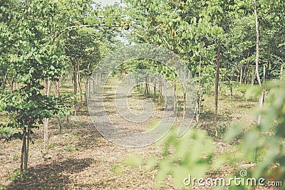 Growing siamese rosewood tracwood tree Stock Photo