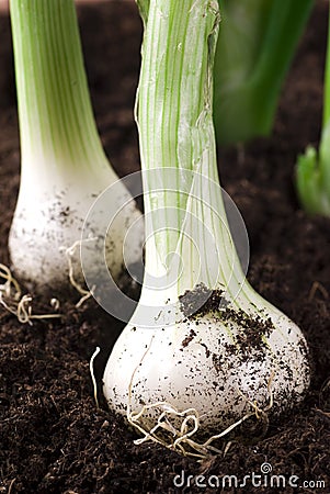 Growing Spring Onions Stock Photo
