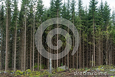 Growing spruce tree forest Stock Photo
