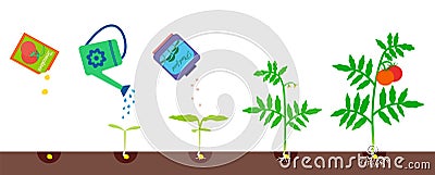 Growing stages. Gardening vector illustration. Vector Illustration