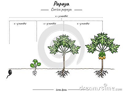Growing stages of Papaya carica papaya Stock Photo