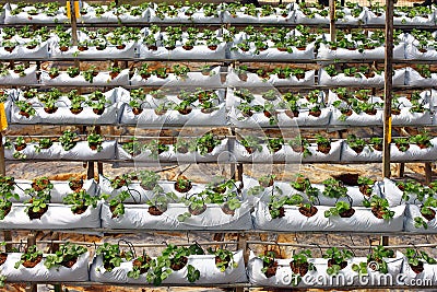 Growing strawberries in greenhouse Stock Photo