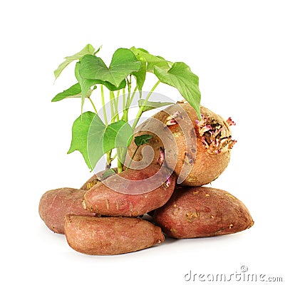 Growing sweet potato with shoots on white background Stock Photo
