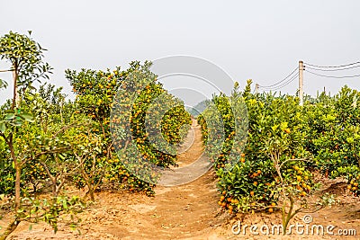 Growing Tangerines Stock Photo