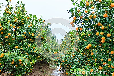 Growing Tangerines Stock Photo