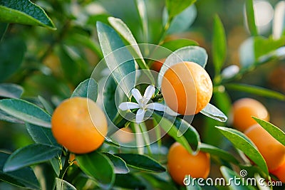 Growing Tangerines Stock Photo