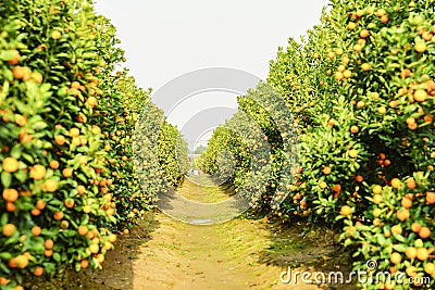 Growing Tangerines at Hanoi Stock Photo