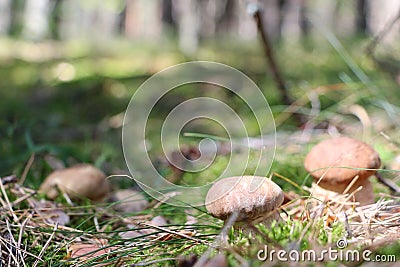 Growing three ceps close-up Stock Photo