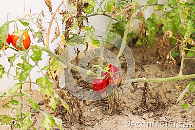 Growing tomato Stock Photo