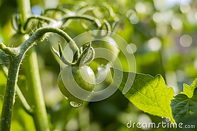 Growing tomato in farm garden Stock Photo