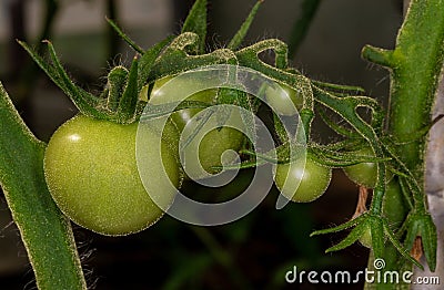 Growing tomato. Green tomato. Immature tomato. The ovary of tomato. Stock Photo