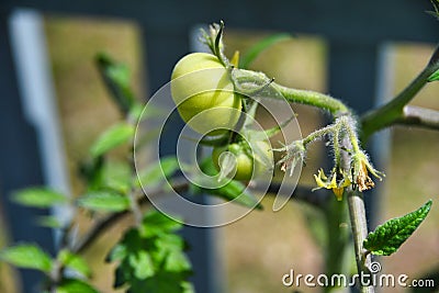 Growing tomato plant Stock Photo