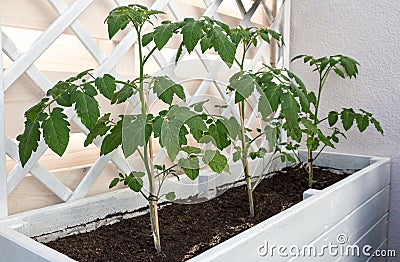 Growing Tomato Plants in Raise Bed Stock Photo