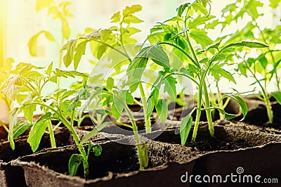 Growing tomato seedlings on the windowsill in peat pots Stock Photo