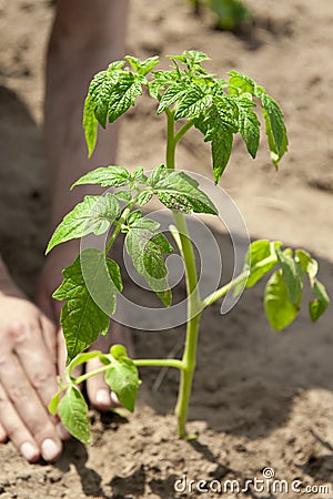 Growing tomato sprout, planting Stock Photo