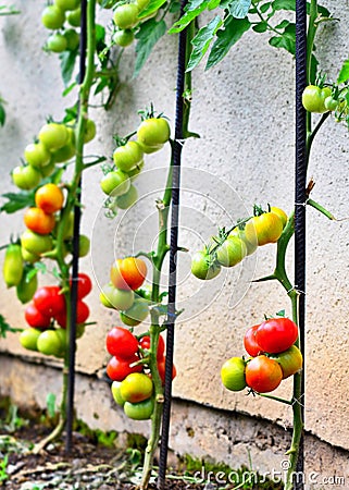 Growing Tomatoes Stock Photo