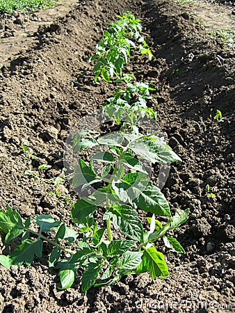 Growing tomatoes in the garden bed Stock Photo