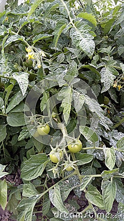 Growing tomatoes in the garden. Copper sulfate spraying Stock Photo