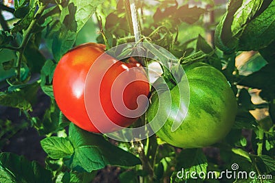 growing tomatoes - red and green tomato hanging on plant Stock Photo