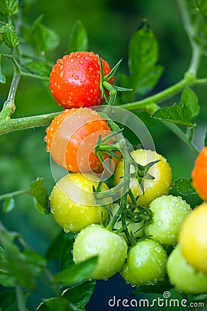 Growing tomatoes Stock Photo