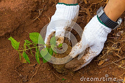 Growing a tree in the forest for giving life to the Earth Stock Photo