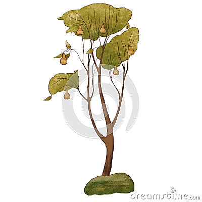 Growing tree. Pear in the garden. Summer illustration isolated on a white background. Cartoon Illustration