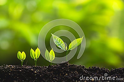 Growing trees leader trees Planting trees Save world concept Stock Photo