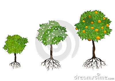 Growing trees with roots Vector Illustration