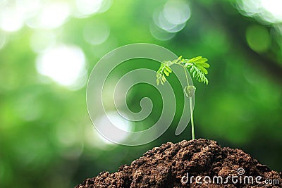 Growing trees from seeds grown in the ground amidst the natural background. Sprouting green leaves tree in the concept of starting Stock Photo