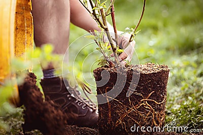 Growing up a blackberry pot plant into the garden, gardening and planting Stock Photo